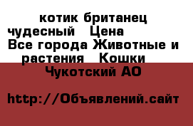 котик британец чудесный › Цена ­ 12 000 - Все города Животные и растения » Кошки   . Чукотский АО